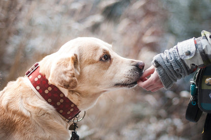 Brain Training For Dogs / Hersentraining voor honden PL1