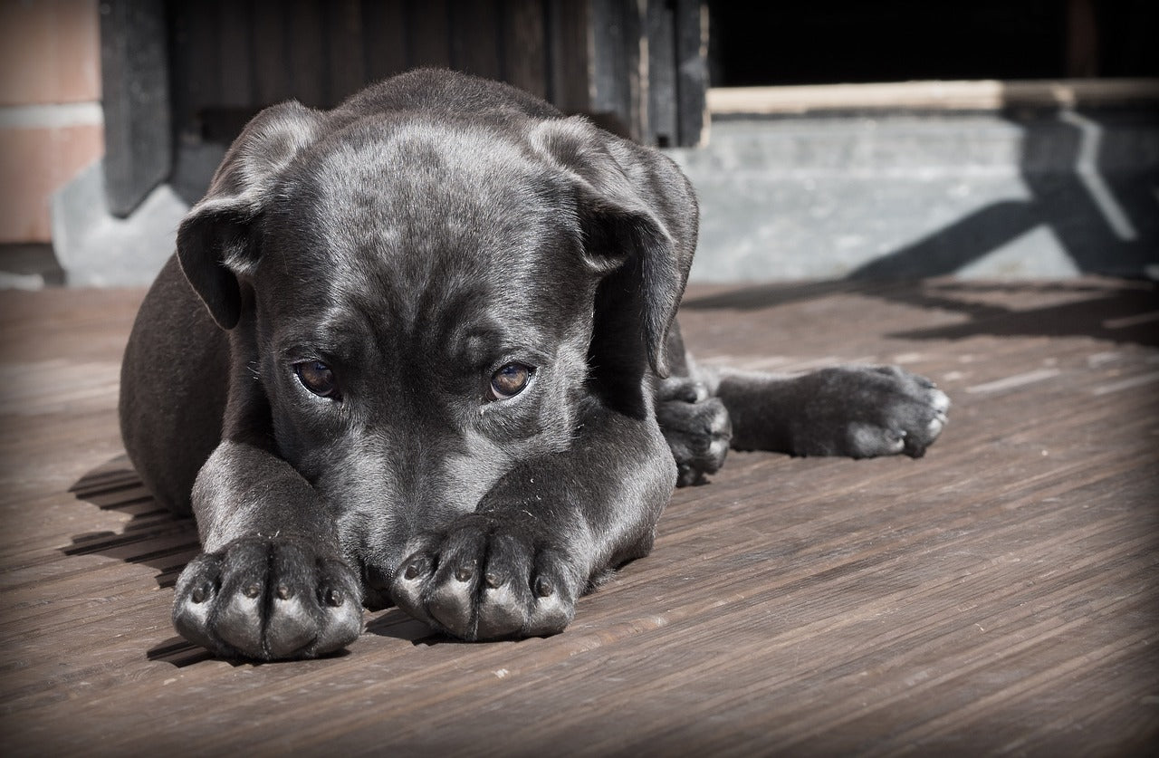 Brain Training For Dogs / Hersentraining voor honden PL1