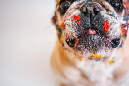 Brain Training For Dogs / Hersentraining voor honden PL1