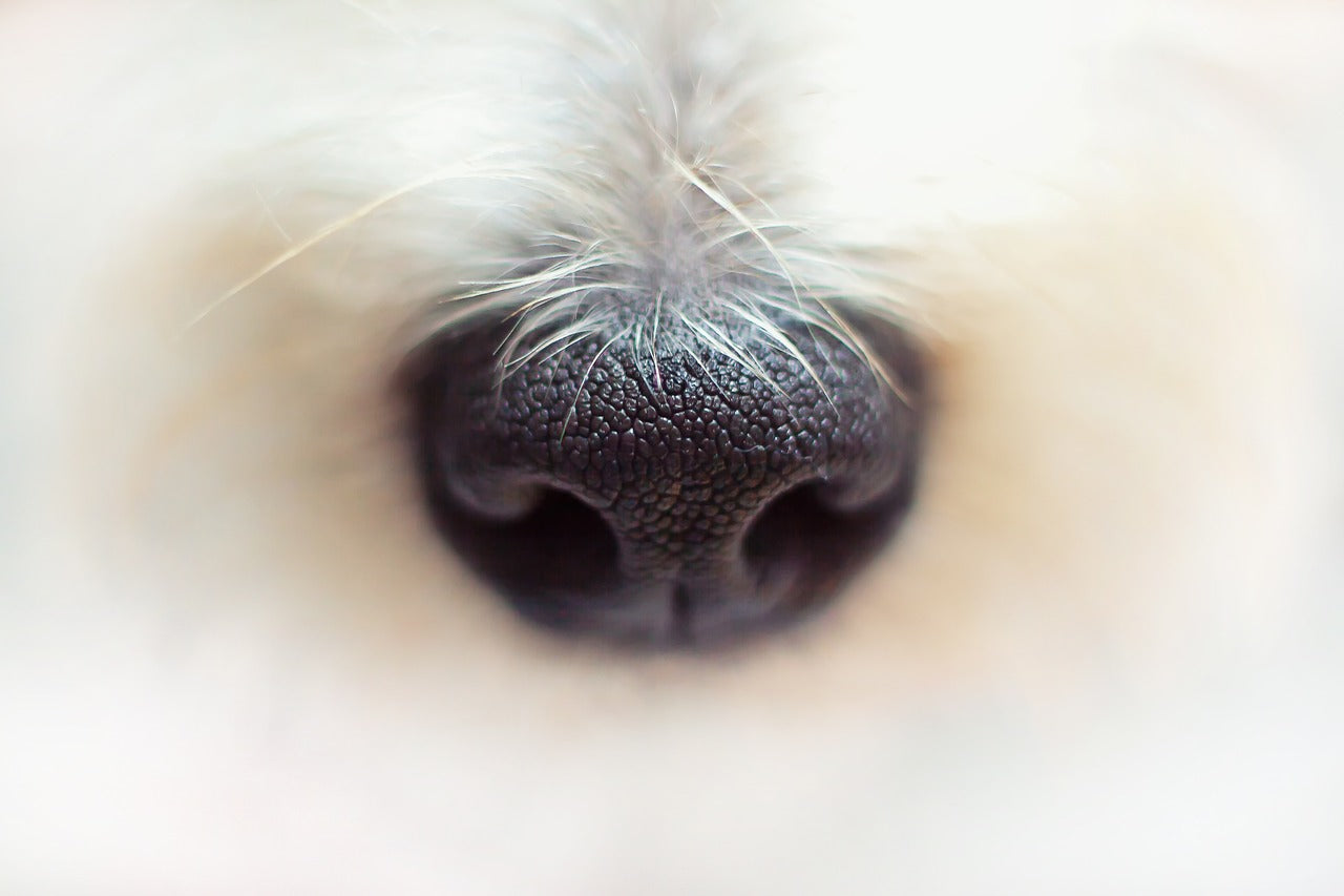 Brain Training For Dogs / Hersentraining voor honden PL1
