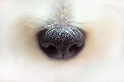 Brain Training For Dogs / Hersentraining voor honden PL1